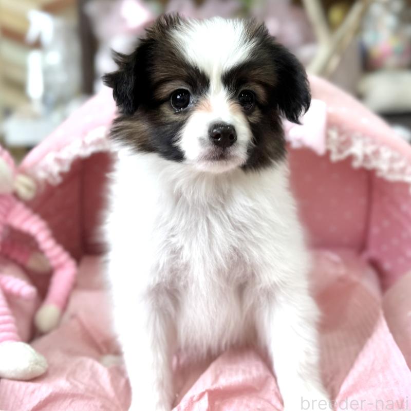 販売中の大阪府のパピヨン-452964の6枚目