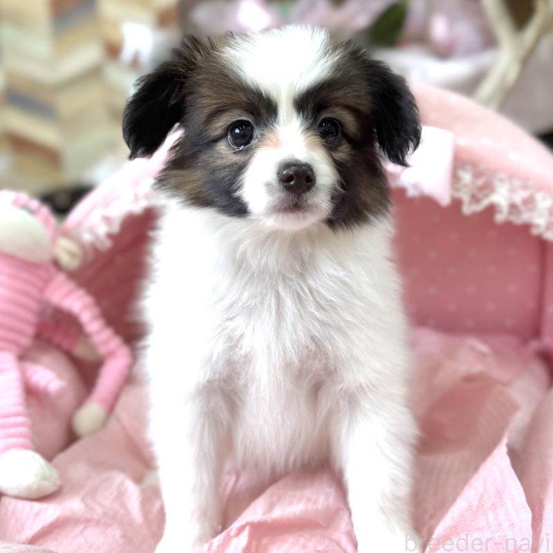 販売中の大阪府のパピヨン-452964の5枚目