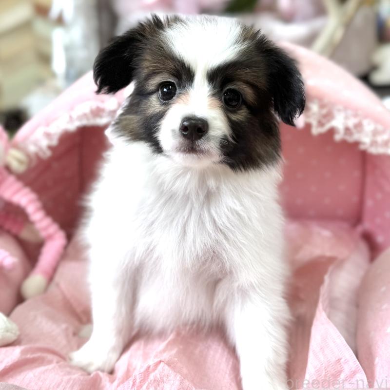 販売中の大阪府のパピヨン-452964の4枚目