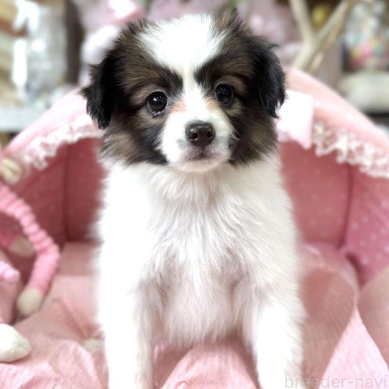 販売中の大阪府のパピヨン-452964の3枚目