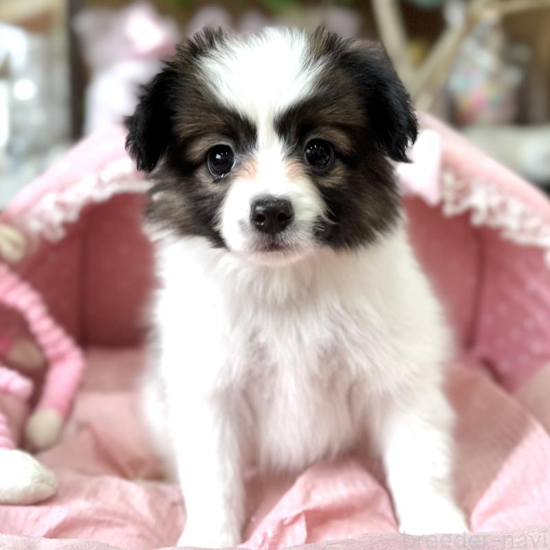 販売中の大阪府のパピヨン-452964の2枚目