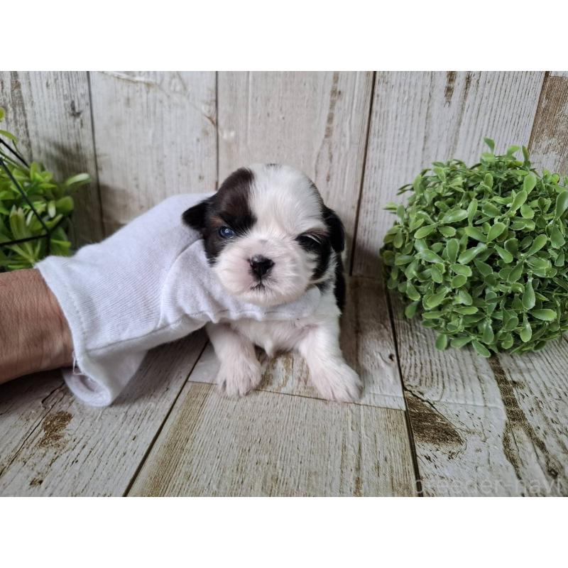 販売中の千葉県のシーズー-452965の10枚目