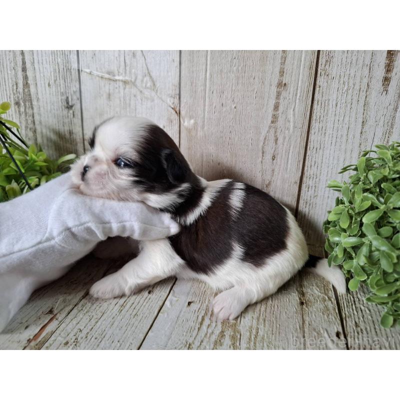 販売中の千葉県のシーズー-452965の9枚目