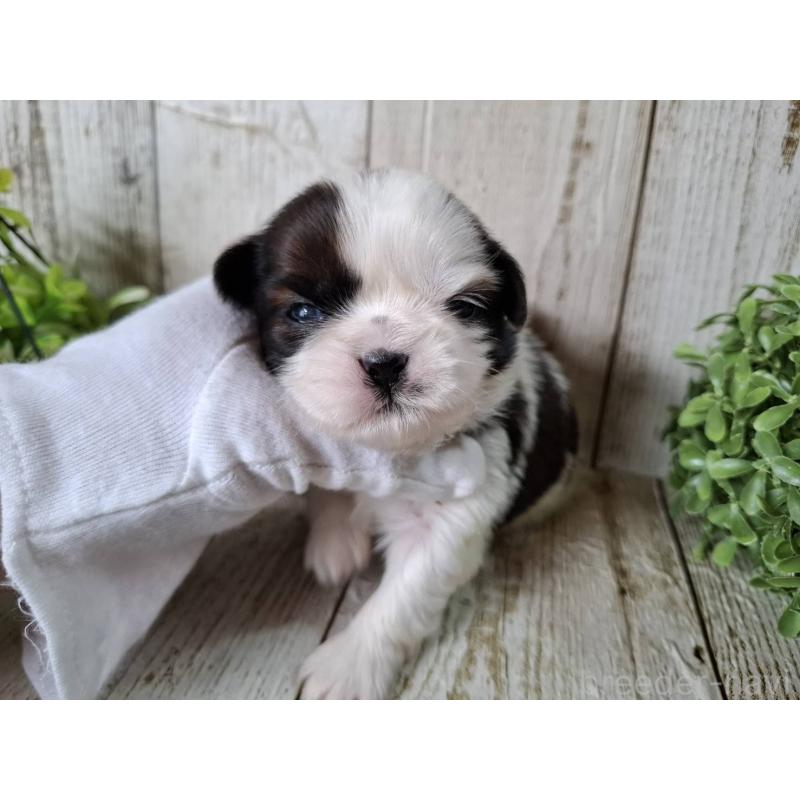 販売中の千葉県のシーズー-452965の8枚目