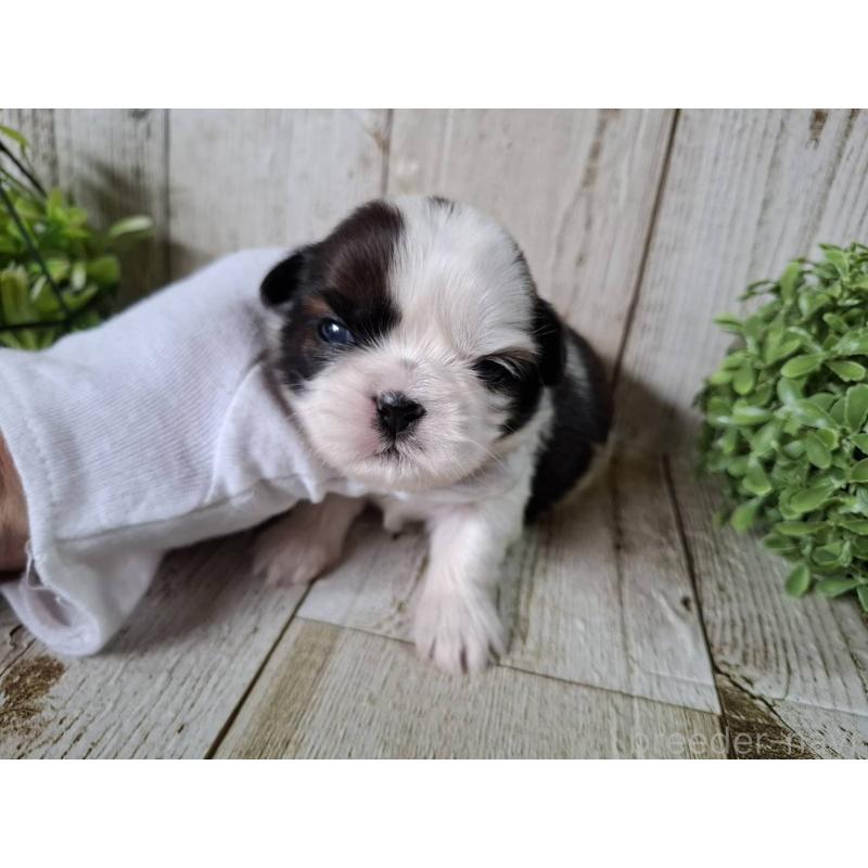 販売中の千葉県のシーズー-452965の7枚目