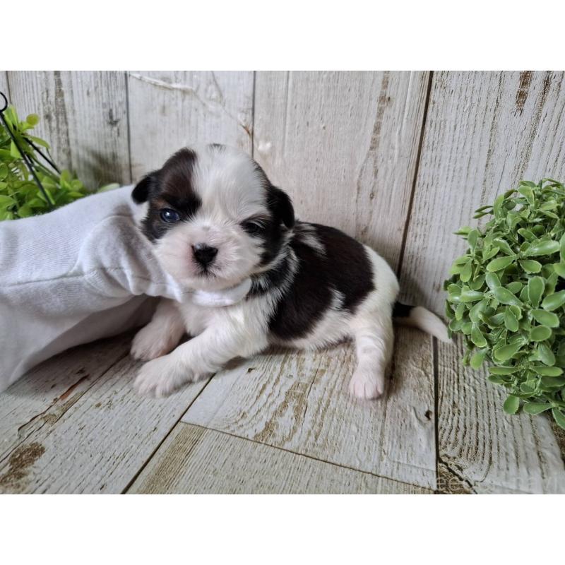 販売中の千葉県のシーズー-452965の6枚目