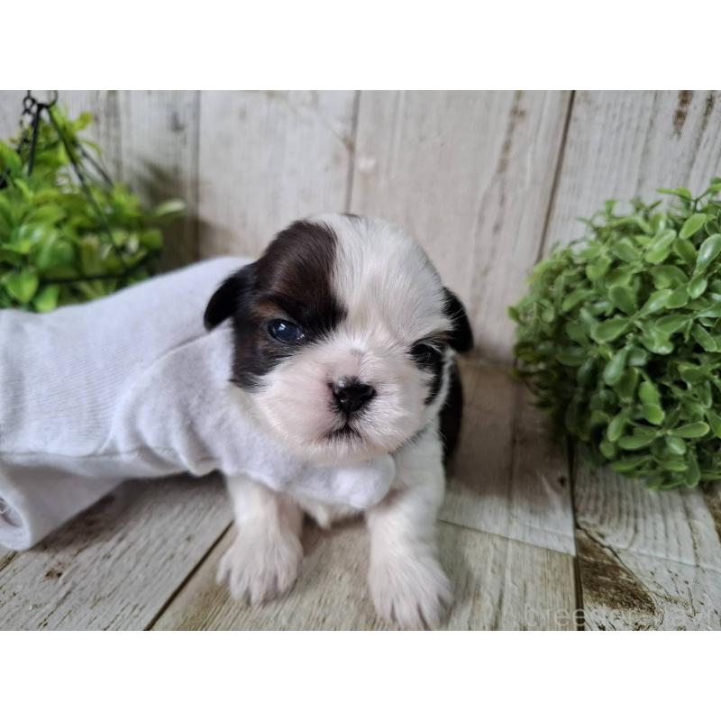 販売中の千葉県のシーズー-452965の5枚目