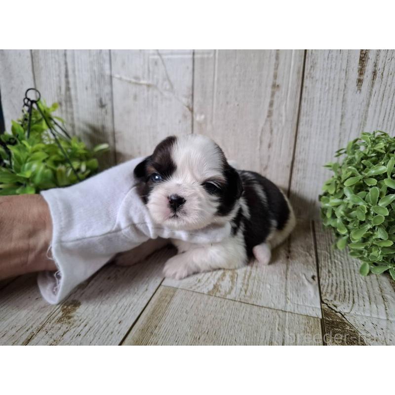 販売中の千葉県のシーズー-452965の4枚目