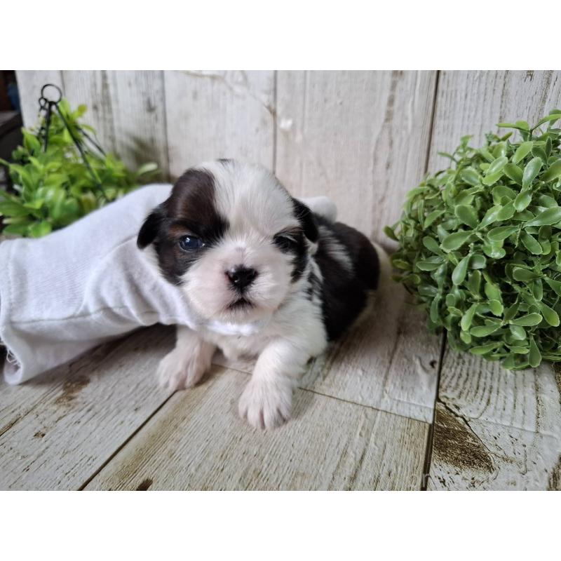 販売中の千葉県のシーズー-452965の3枚目