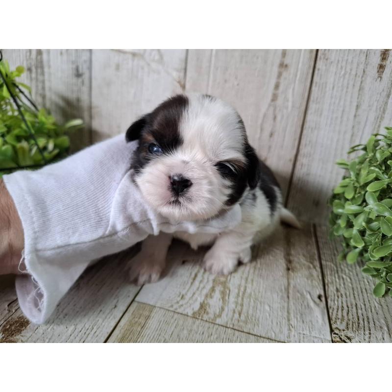 販売中の千葉県のシーズー-452965の2枚目