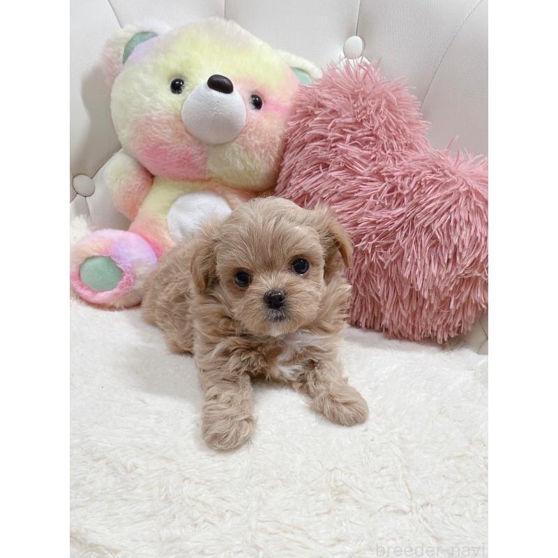 販売中の岡山県のミックス犬-446728の2枚目