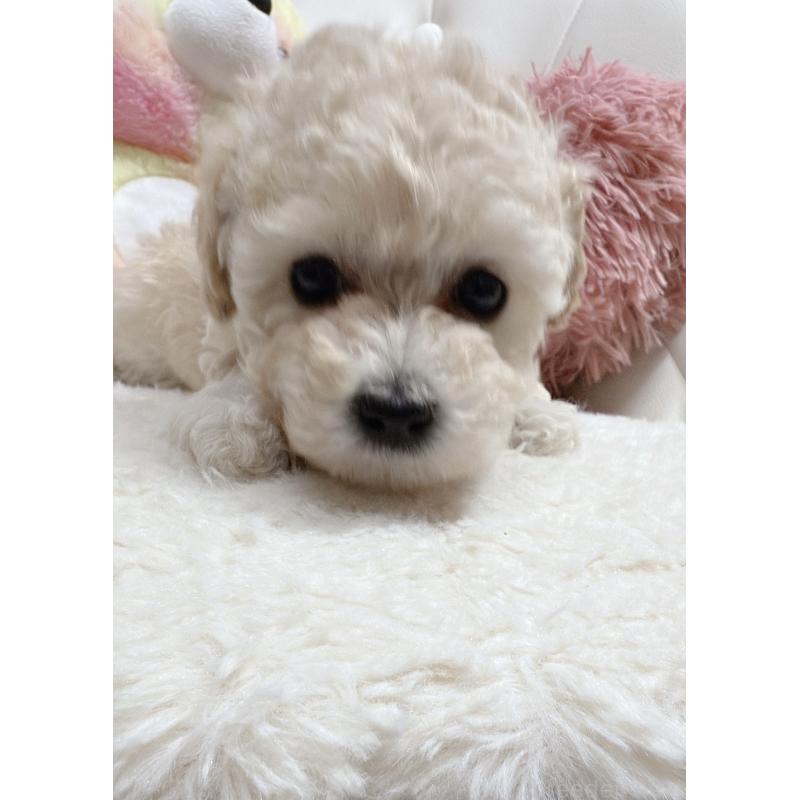 販売中の岡山県のミックス犬-446719の2枚目