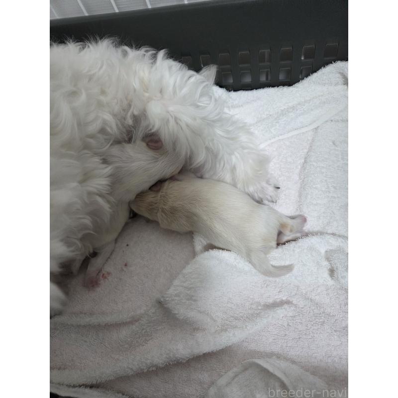 販売中の愛知県のミックス犬-452967の5枚目