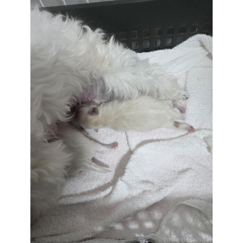 販売中の愛知県のミックス犬-452967の4枚目