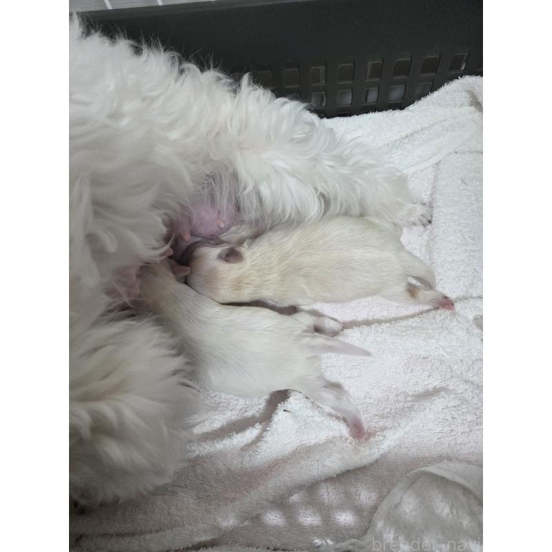 販売中の愛知県のミックス犬-452967の3枚目