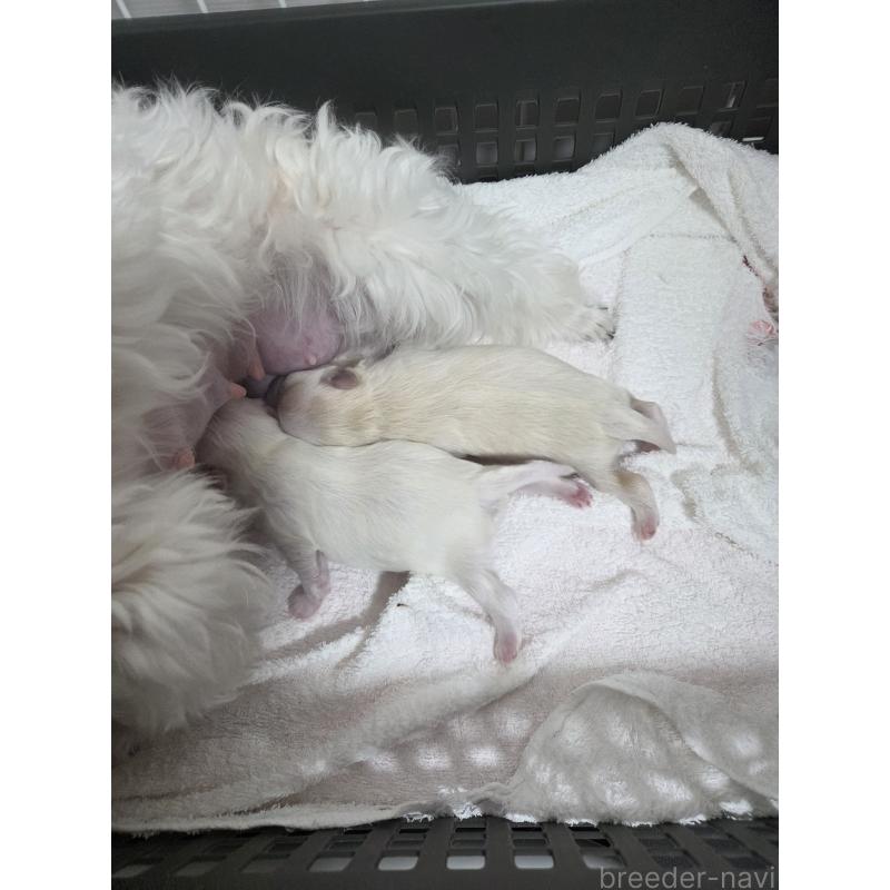 販売中の愛知県のミックス犬-452967の2枚目