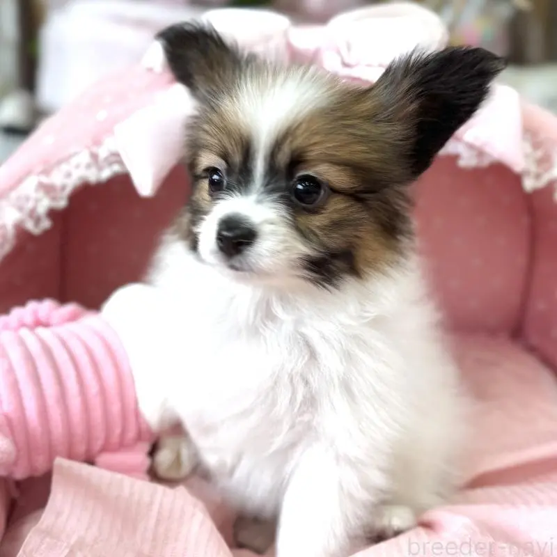 販売中の大阪府のパピヨン-452968の9枚目