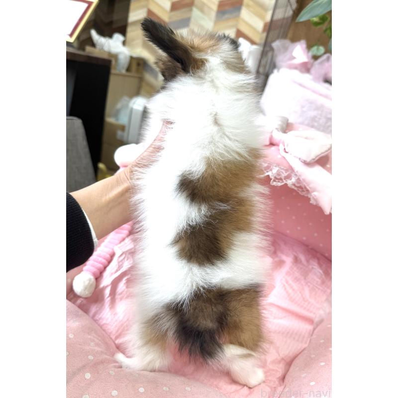 販売中の大阪府のパピヨン-452968の8枚目