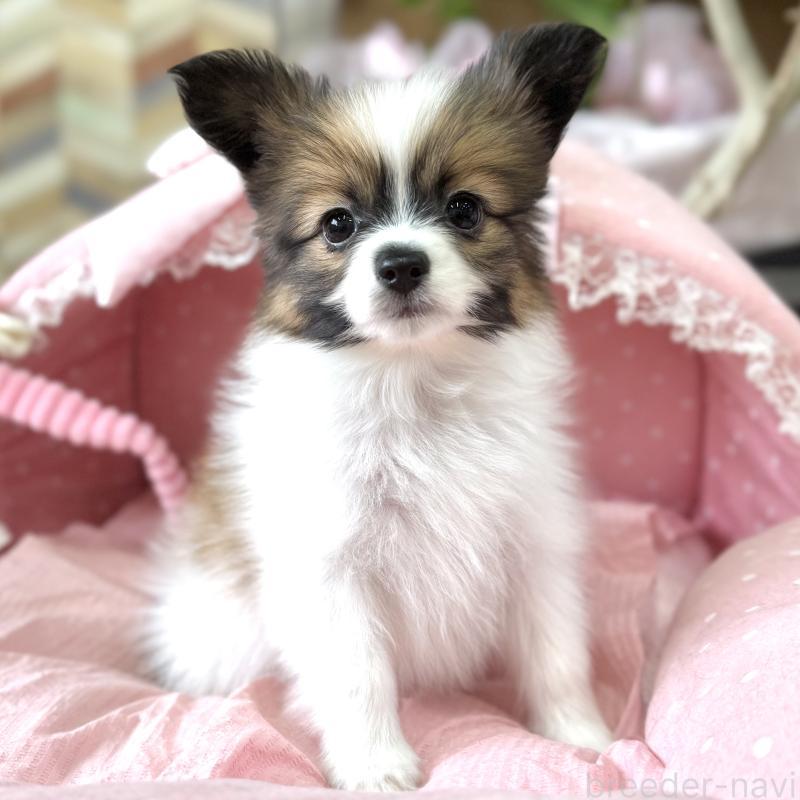 販売中の大阪府のパピヨン-452968の6枚目