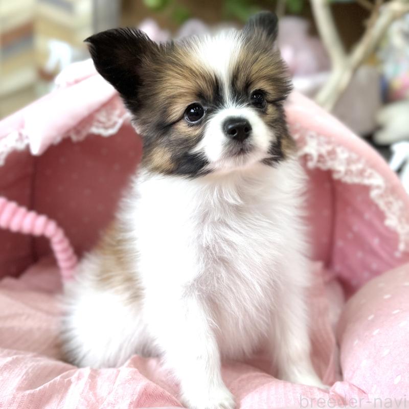 販売中の大阪府のパピヨン-452968の5枚目