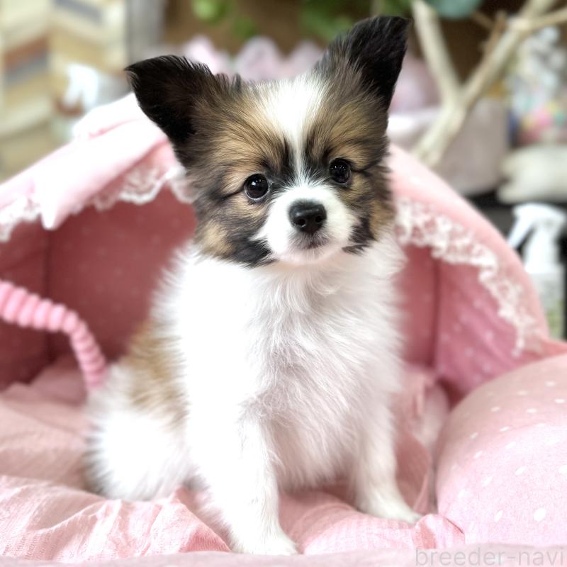 販売中の大阪府のパピヨン-452968の4枚目