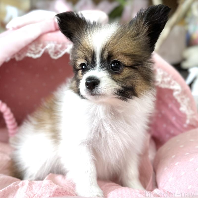 販売中の大阪府のパピヨン-452968の3枚目