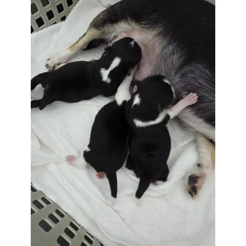 販売中の愛知県のチワワ(スムースコート)-452970の2枚目