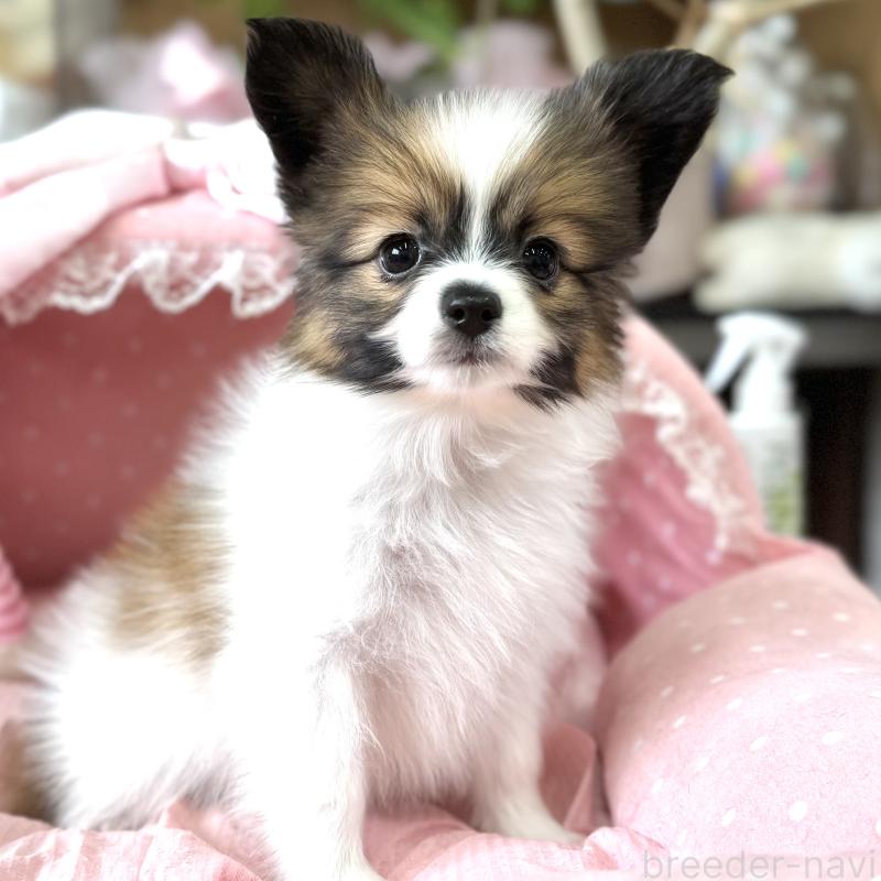 販売中の大阪府のパピヨン-452968の2枚目