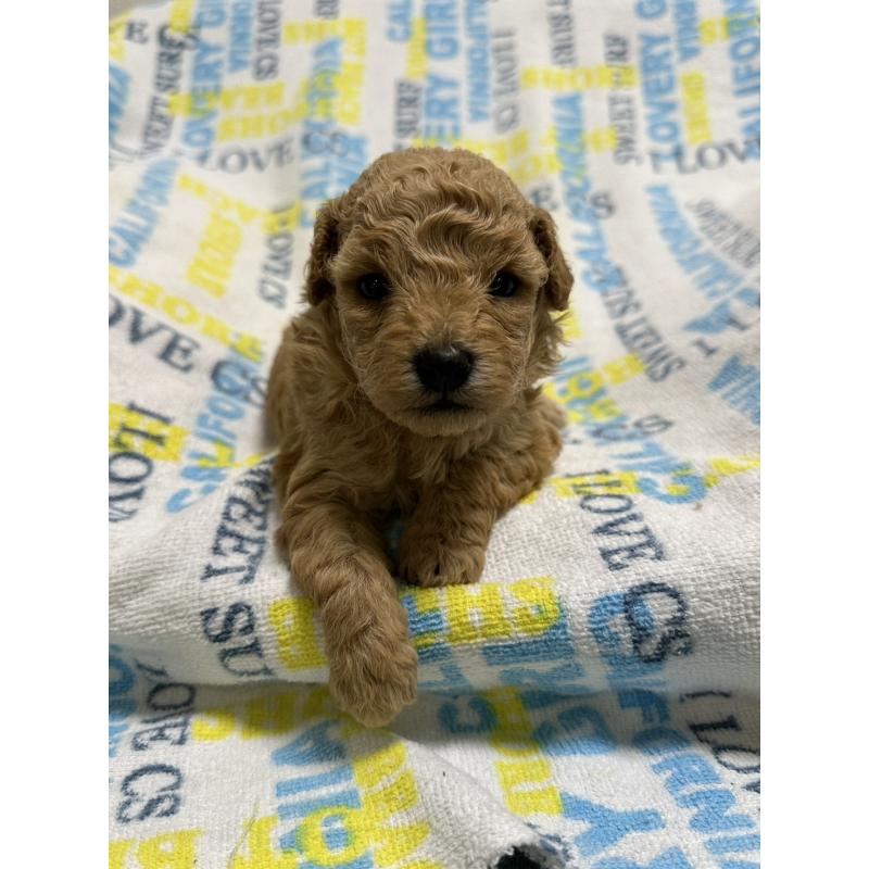 販売中の岡山県のトイプードル-452969の10枚目