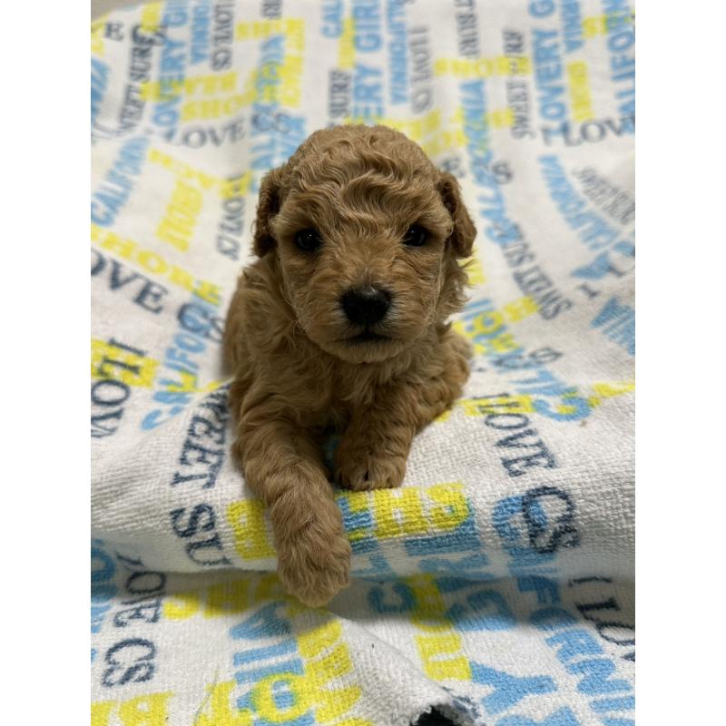 販売中の岡山県のトイプードル-452969の9枚目