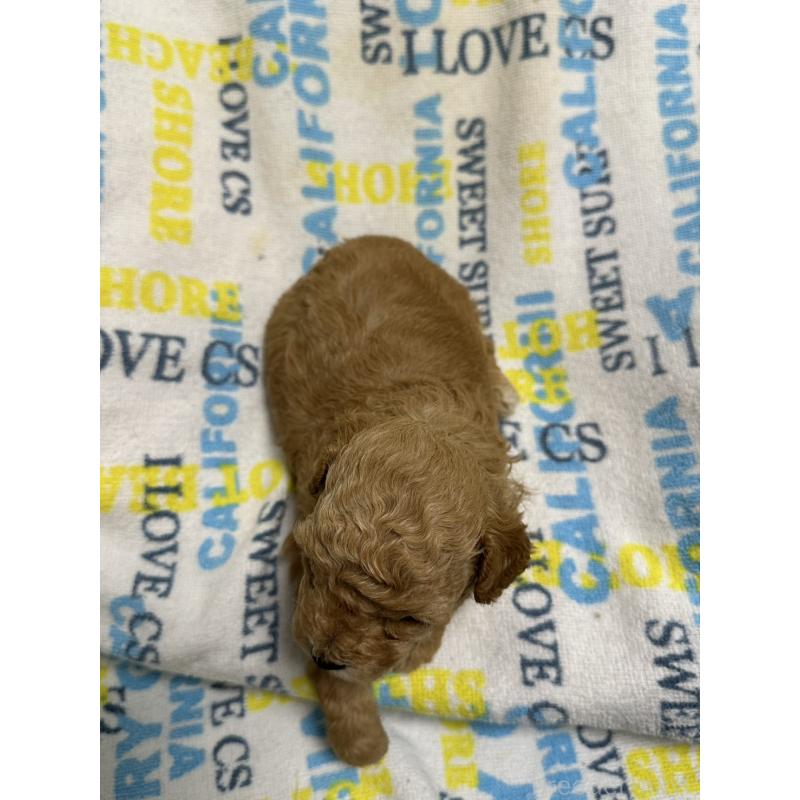 販売中の岡山県のトイプードル-452969の8枚目