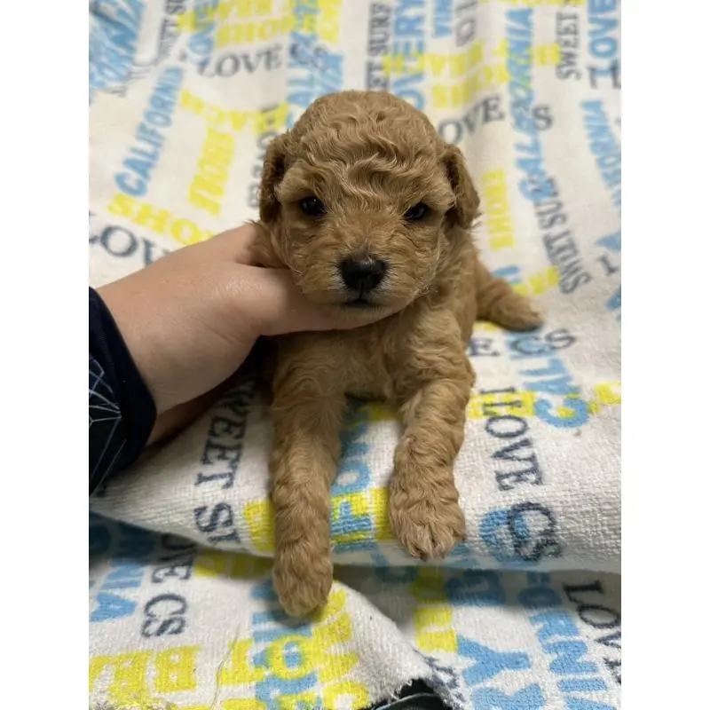 販売中の岡山県のトイプードル-452969の2枚目