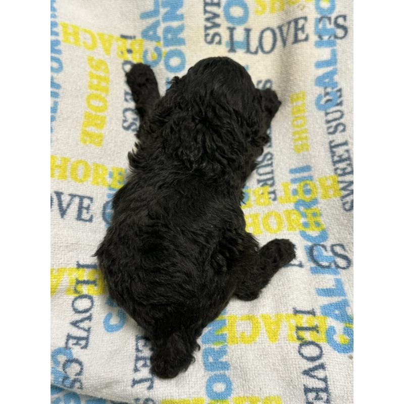 販売中の岡山県のトイプードル-452972の7枚目