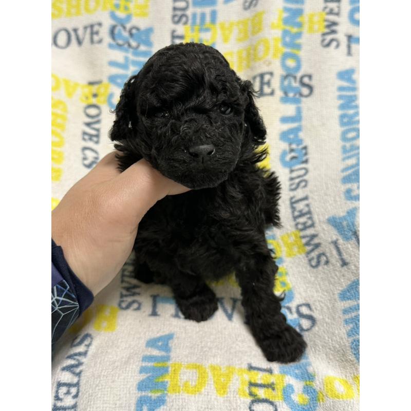 販売中の岡山県のトイプードル-452972の6枚目