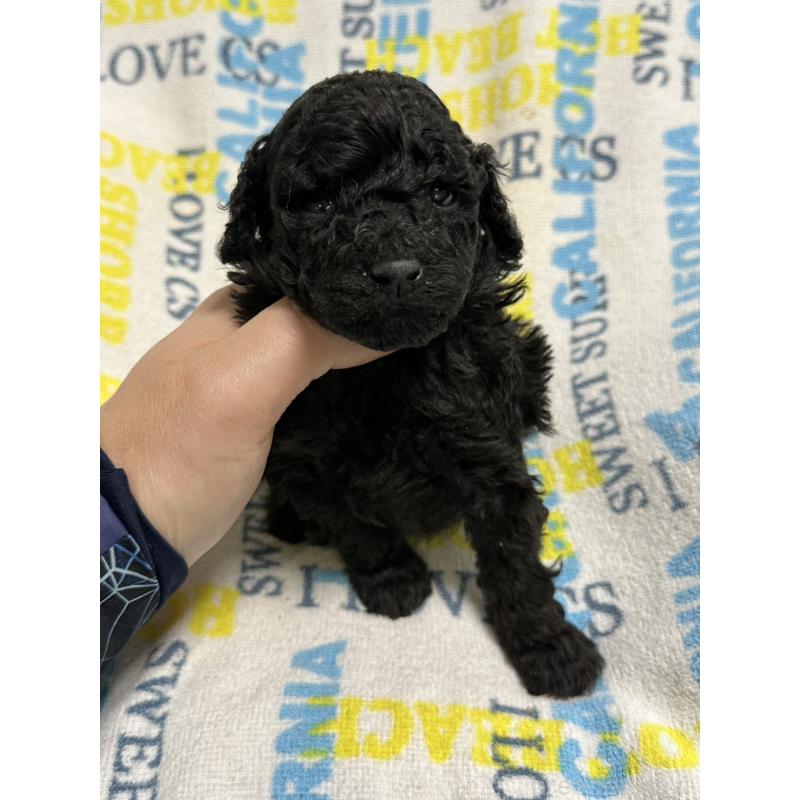 販売中の岡山県のトイプードル-452972の5枚目