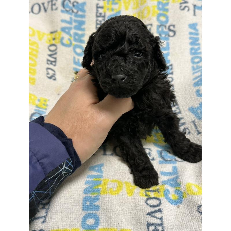 販売中の岡山県のトイプードル-452972の4枚目