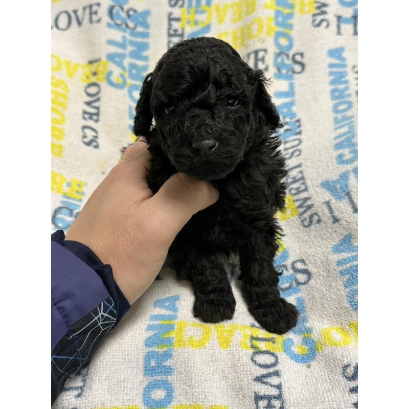 販売中の岡山県のトイプードル-452972の3枚目