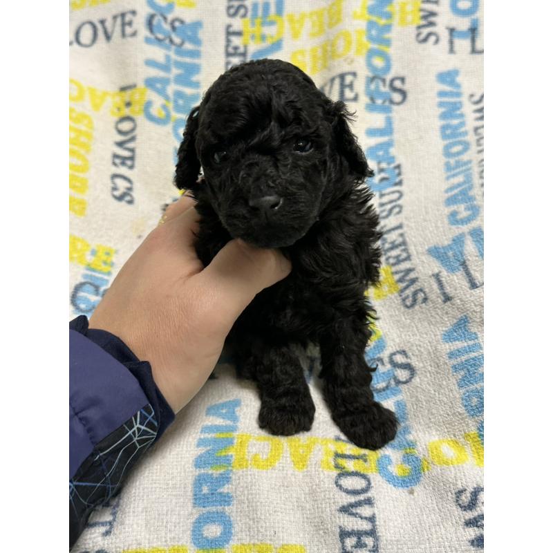 販売中の岡山県のトイプードル-452972の2枚目