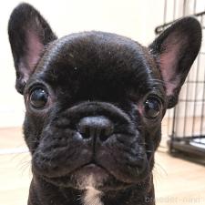 ♀︎フレンチブルドッグ