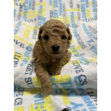 ♀︎トイプードル