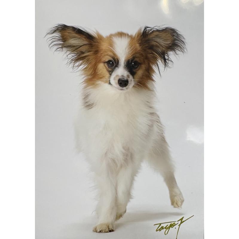 販売中の千葉県のパピヨン-452973の3枚目