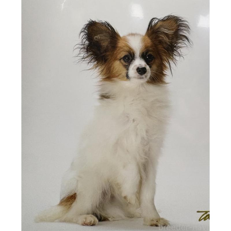 販売中の千葉県のパピヨン-452973の2枚目