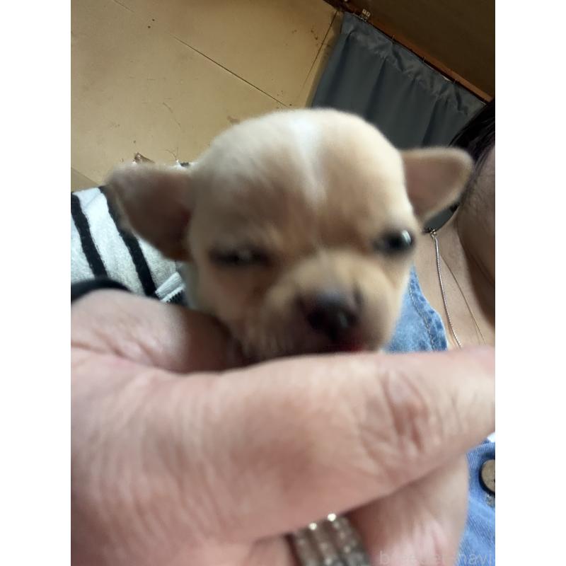 販売中の北海道のチワワ(スムースコート)-452974の6枚目