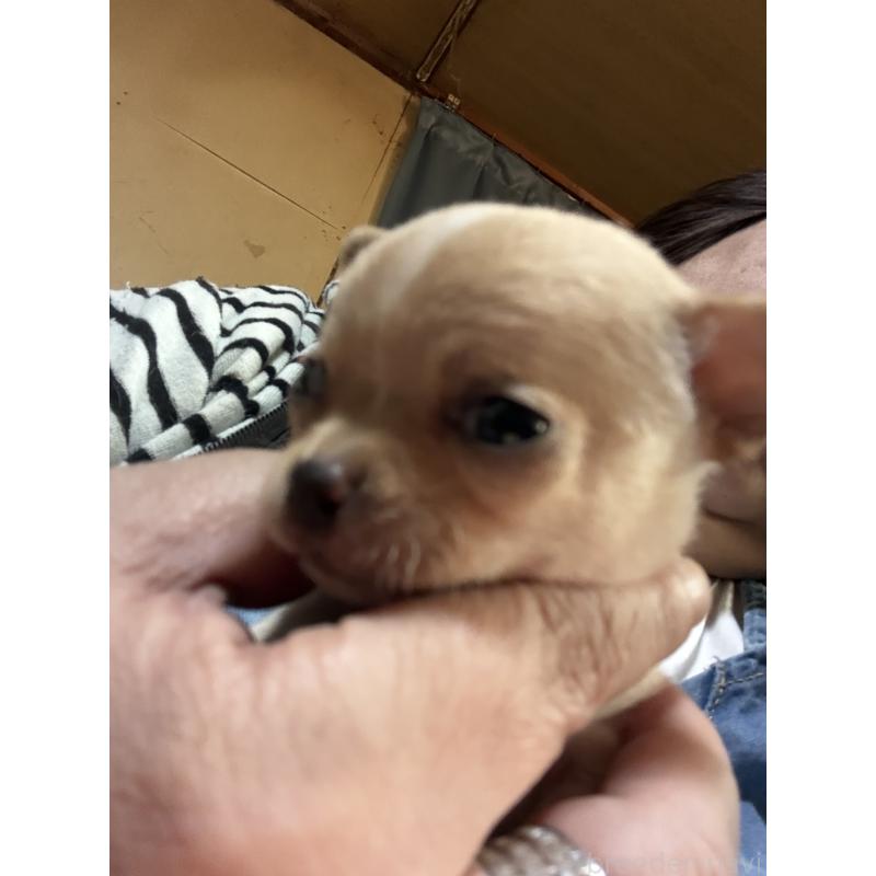 販売中の北海道のチワワ(スムースコート)-452974の5枚目