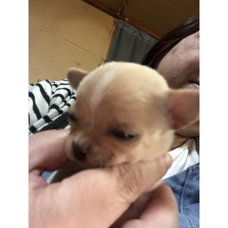 販売中の北海道のチワワ(スムースコート)-452974の4枚目