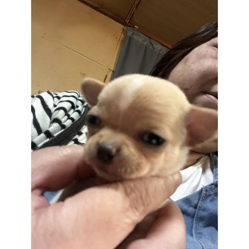 販売中の北海道のチワワ(スムースコート)-452974の3枚目