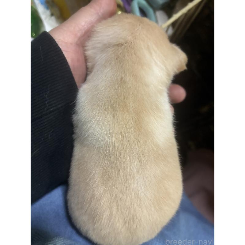 販売中の北海道のチワワ(スムースコート)-452974の2枚目