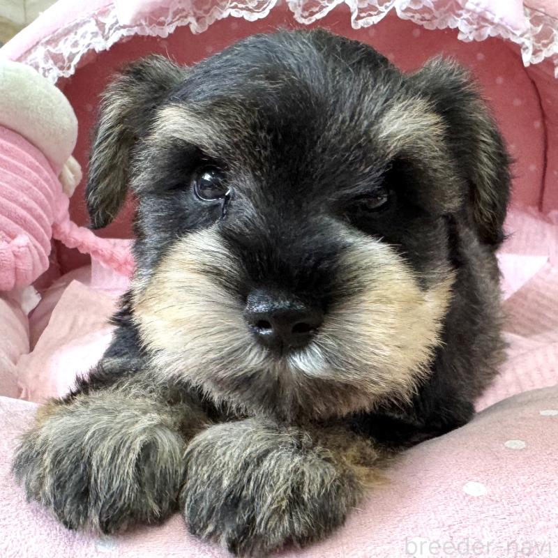 販売中の大阪府のミニチュアシュナウザー-452976の8枚目