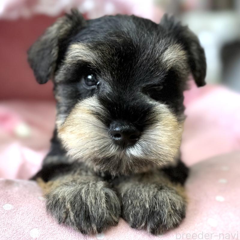 販売中の大阪府のミニチュアシュナウザー-452976の7枚目