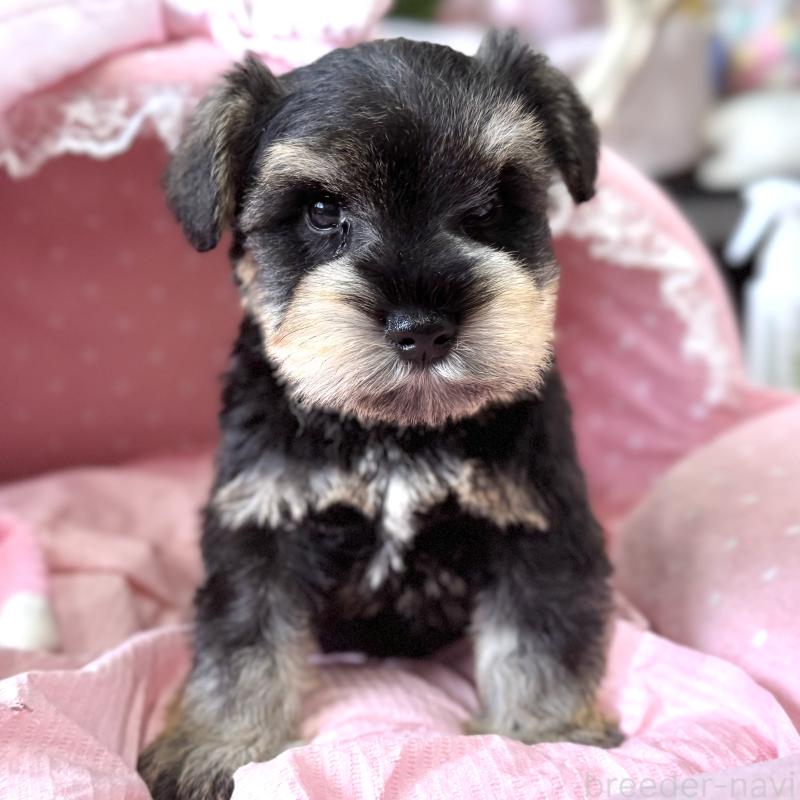 販売中の大阪府のミニチュアシュナウザー-452976の6枚目